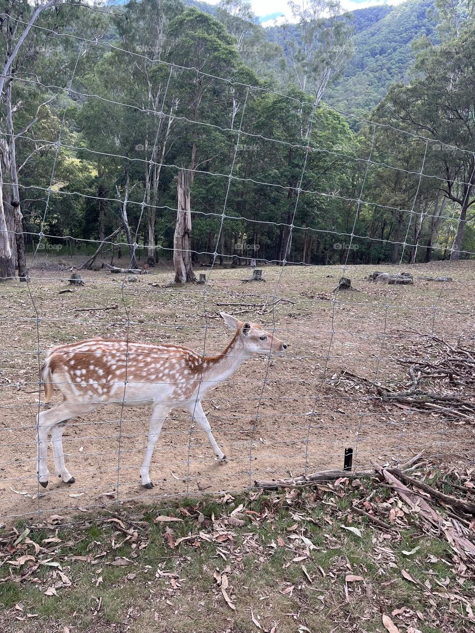 Rain dear at the zoo 