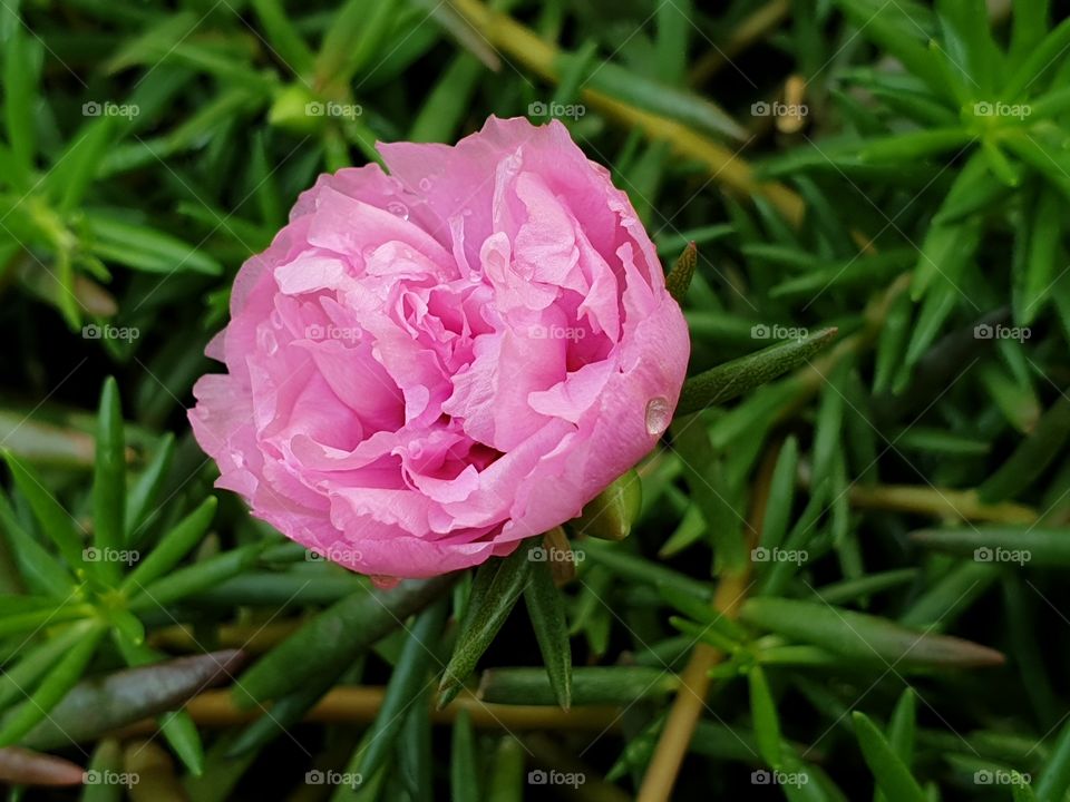 pink flowers