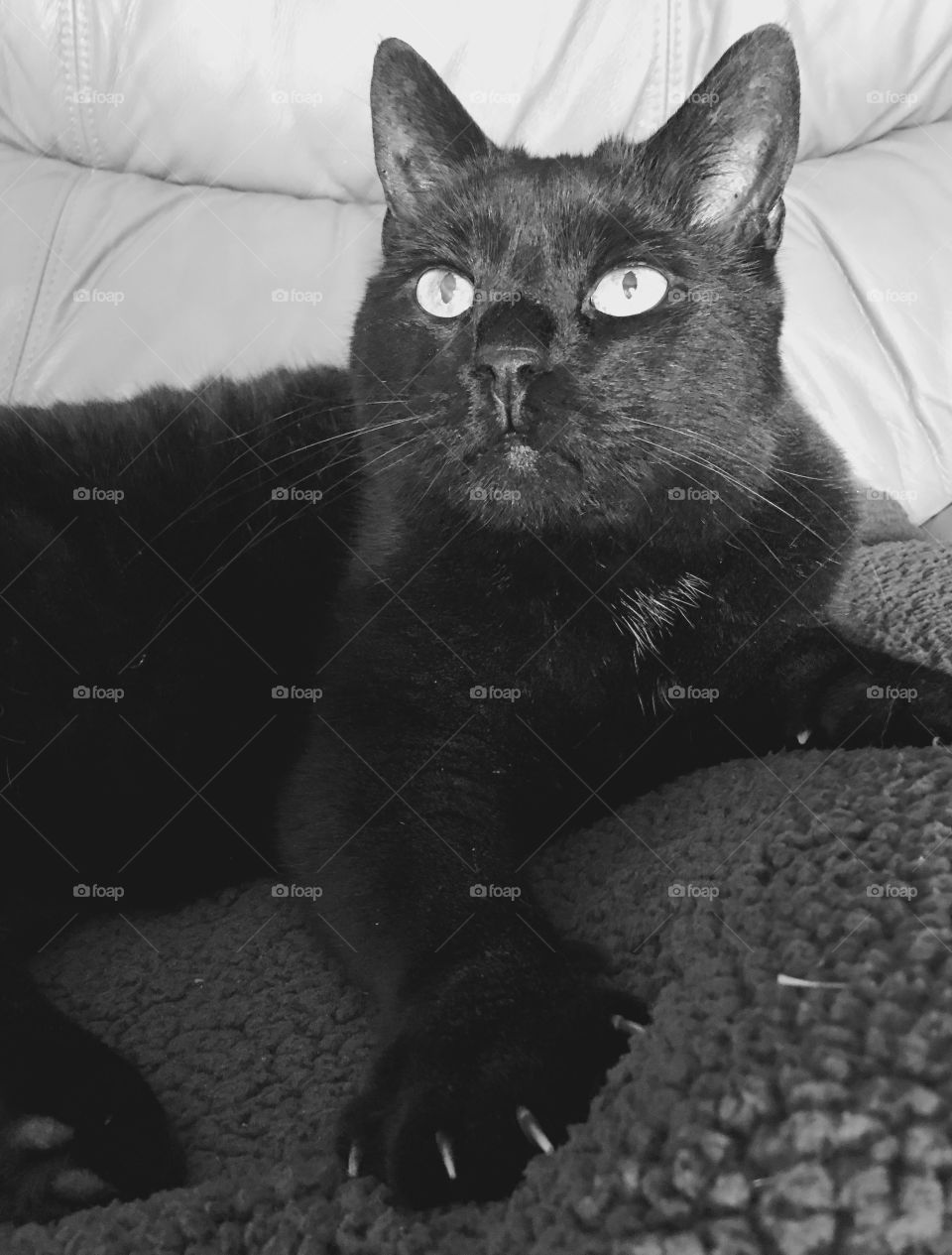 Black cat showing her claws out on one foot!
Monochromatic portrait of Velvet😻!