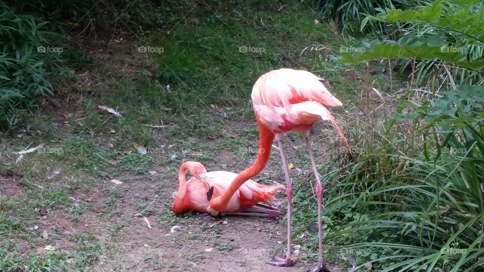 lazy flamingo