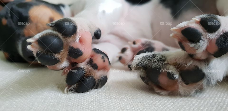 Puppy Paws