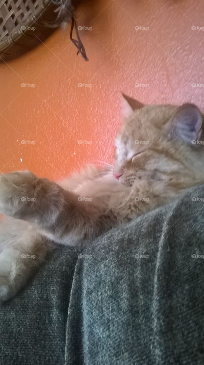 Sleeping cat with cute paw in air