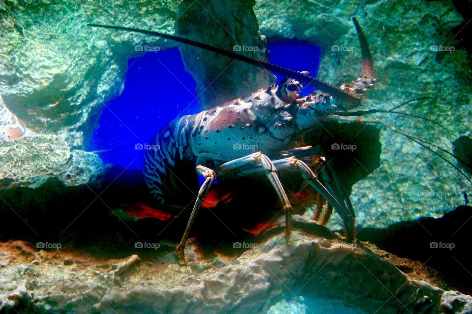 Spiny Lobster 