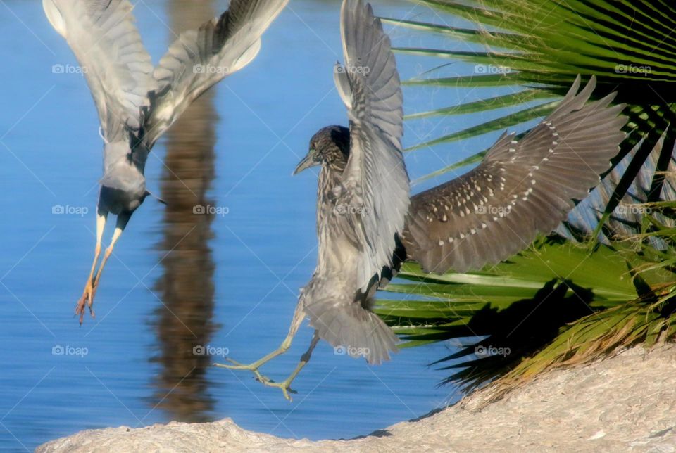 Heron Chasing Another Heron From Rock