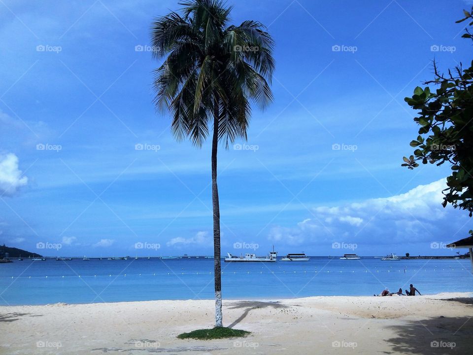 beach with coconut  tree