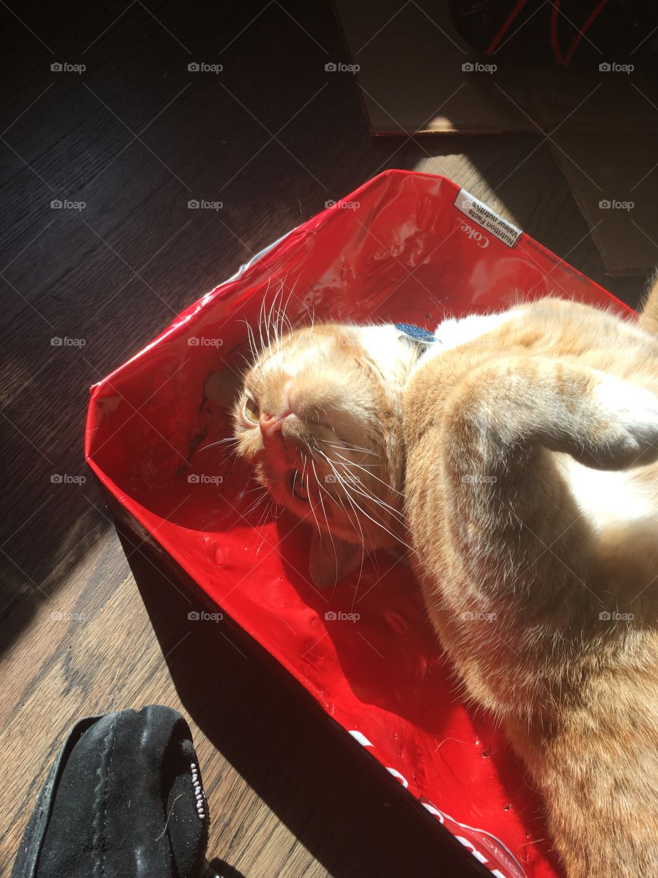 Cat being silly in the sun