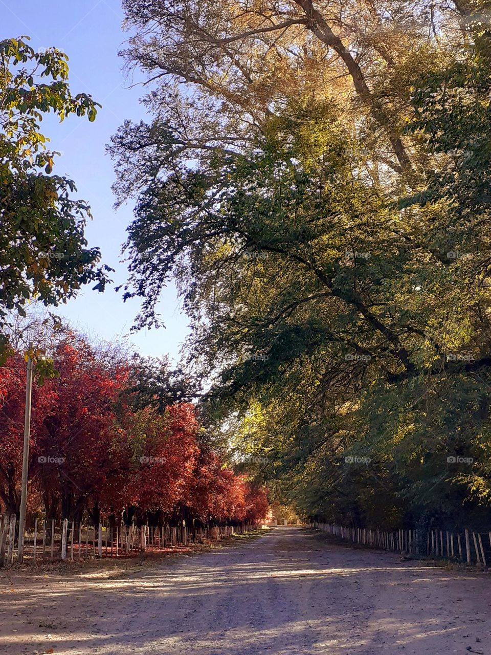 bosque de colores