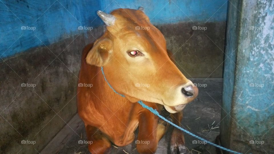A cow calf. The cow is often used for milk production in India.