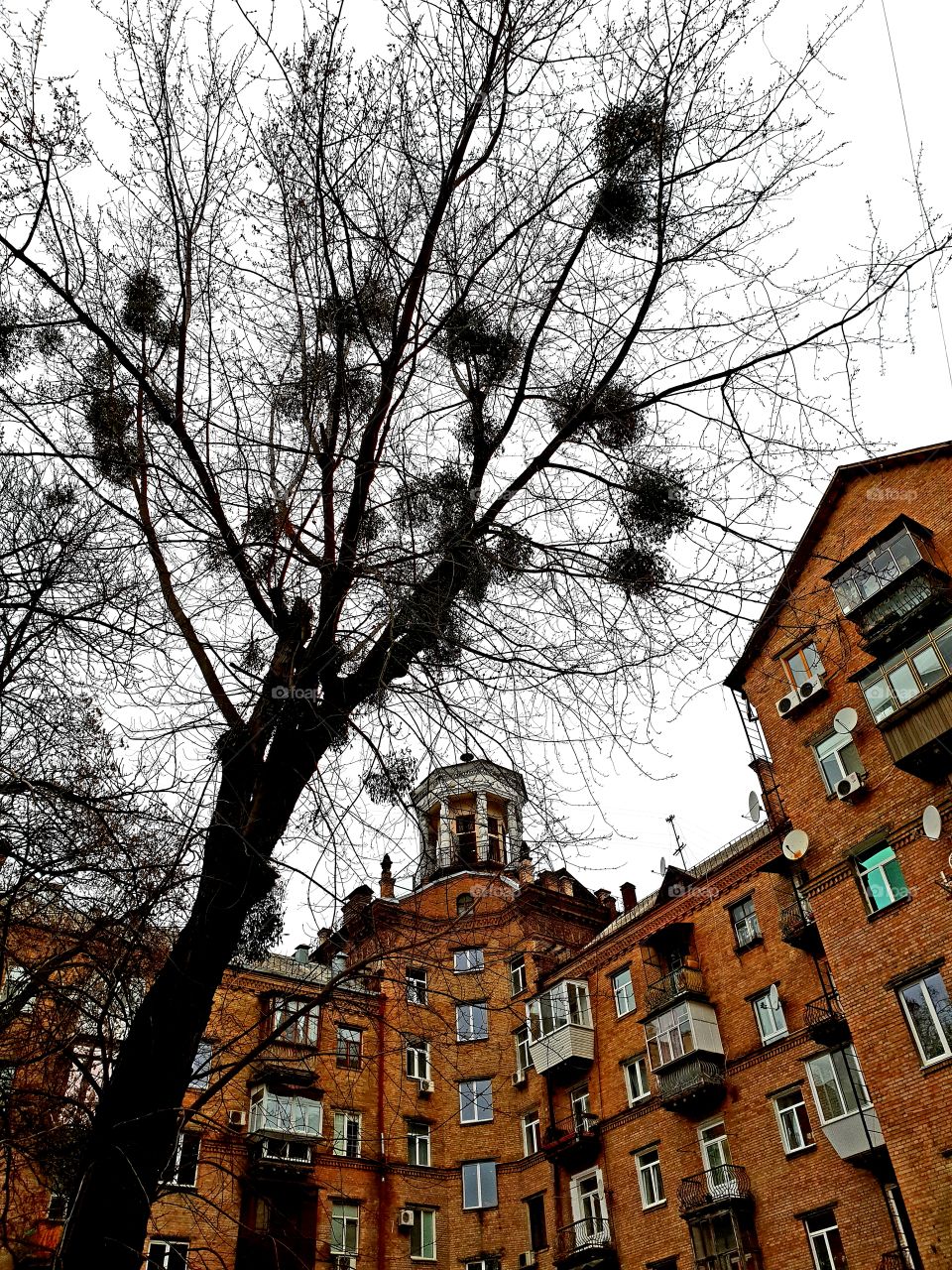 tree and building