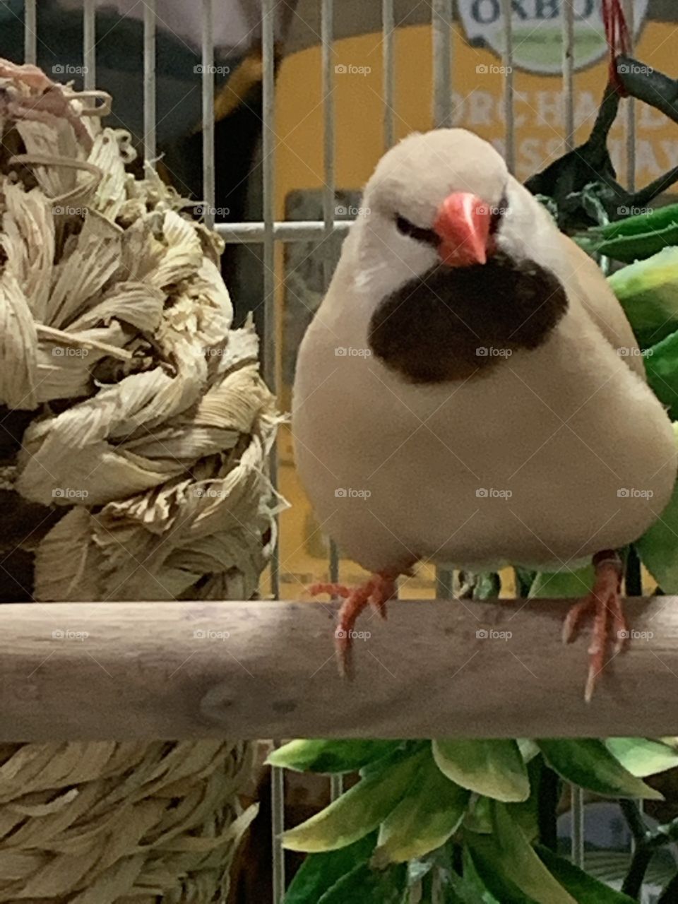 Canary at the pet store 