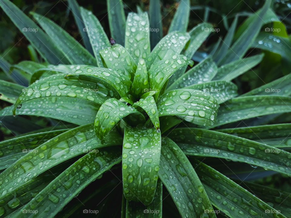 Tiny little raindrops adding to the beauty of the green