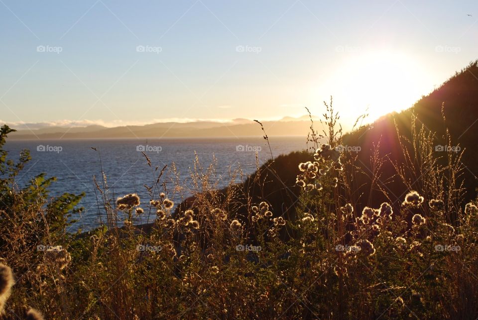 Grass near the sea against sky