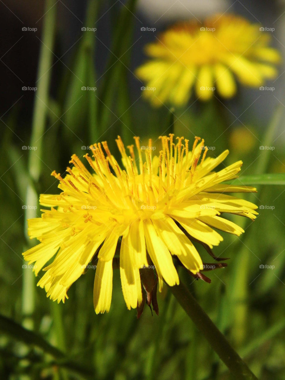 dandelion