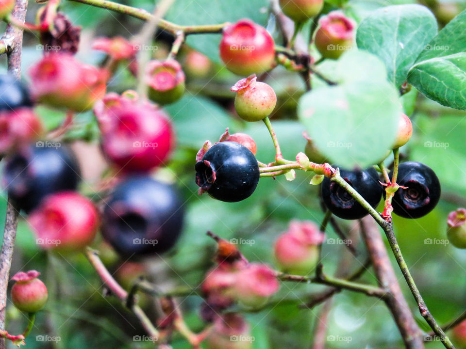 Blueberries