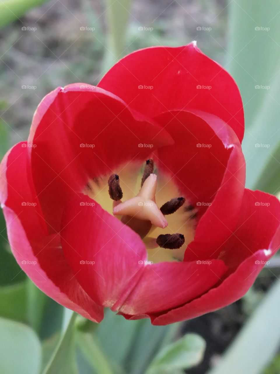 Tulpe