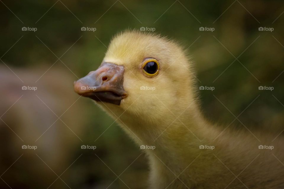 Cute gosling