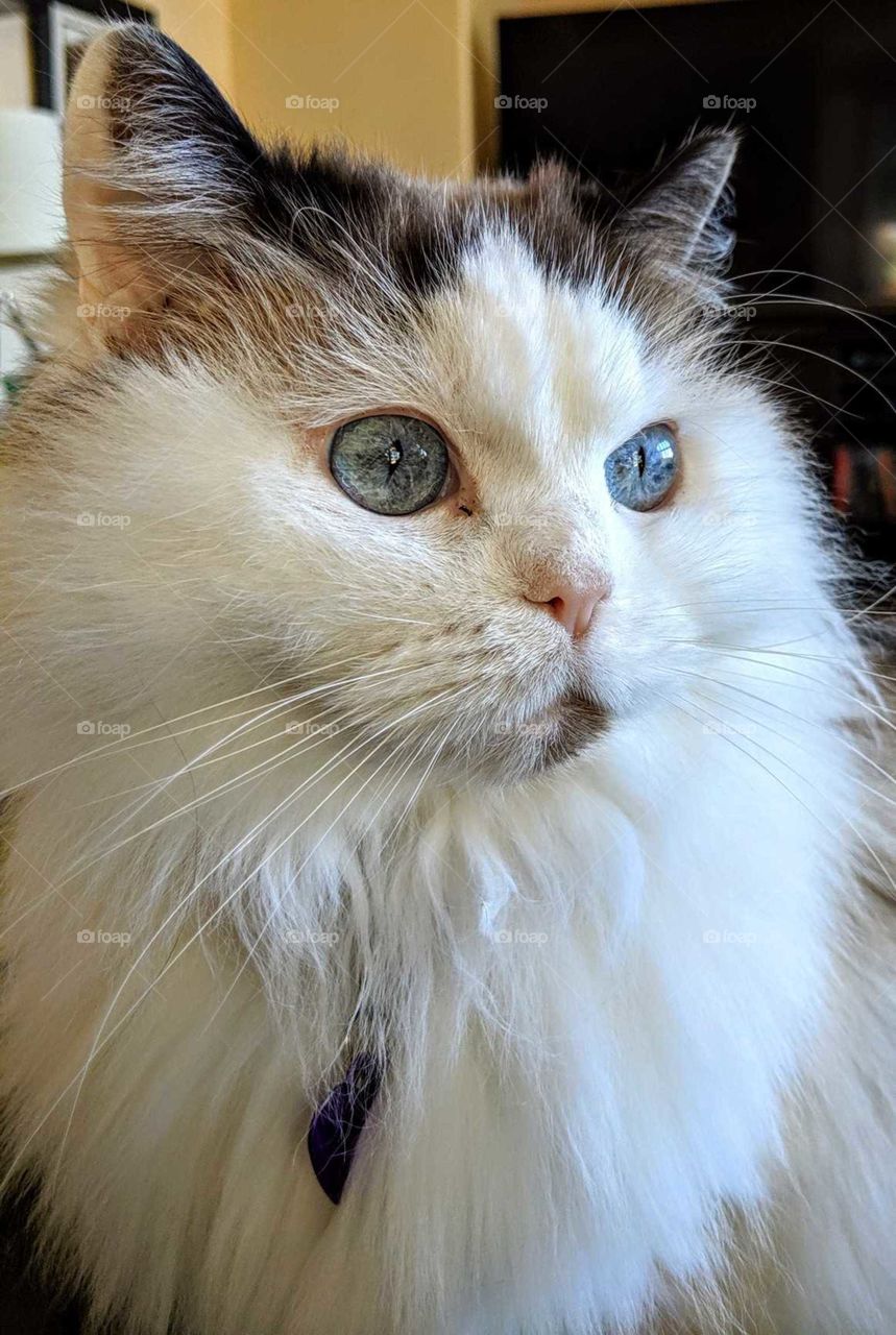 Bella...ragdoll kitty