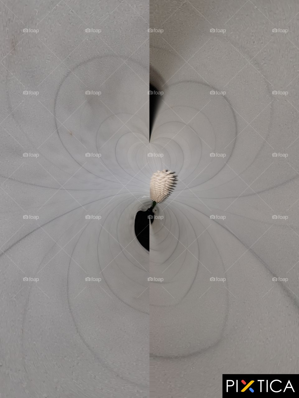 peace Lily flower, white background