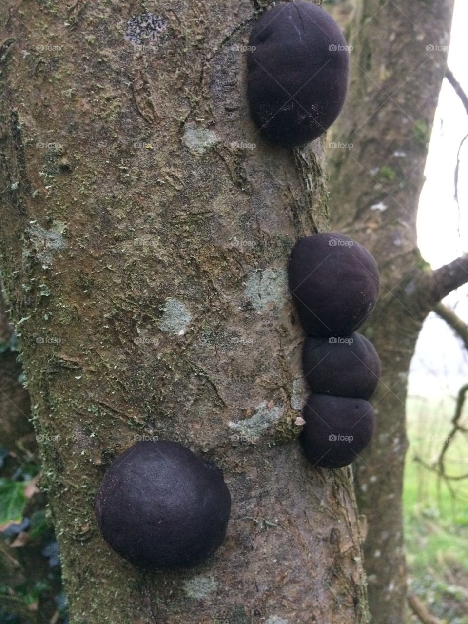 Tree infected with spheroidal growths of fungus