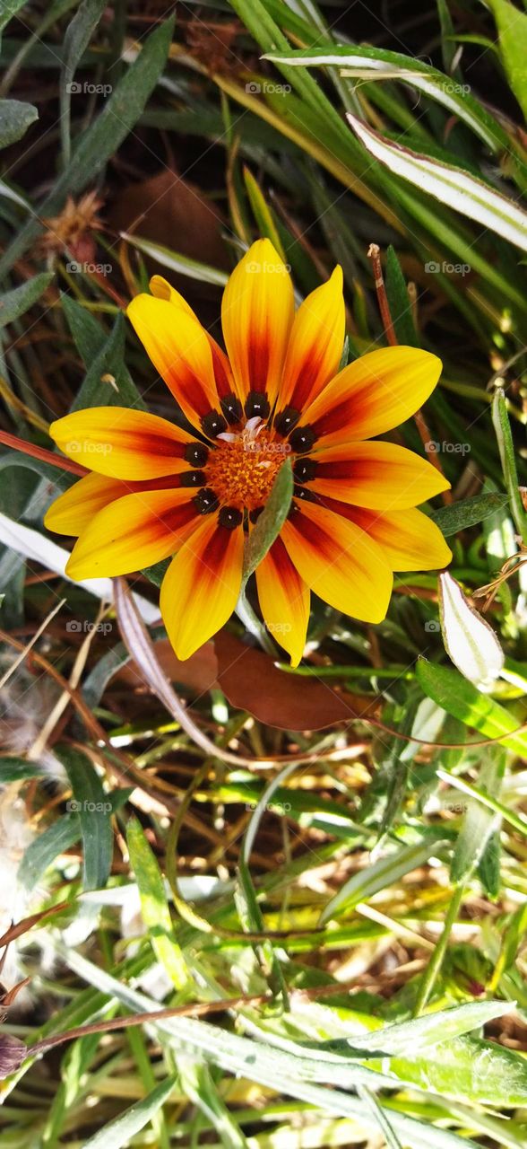 beautiful yellow flower