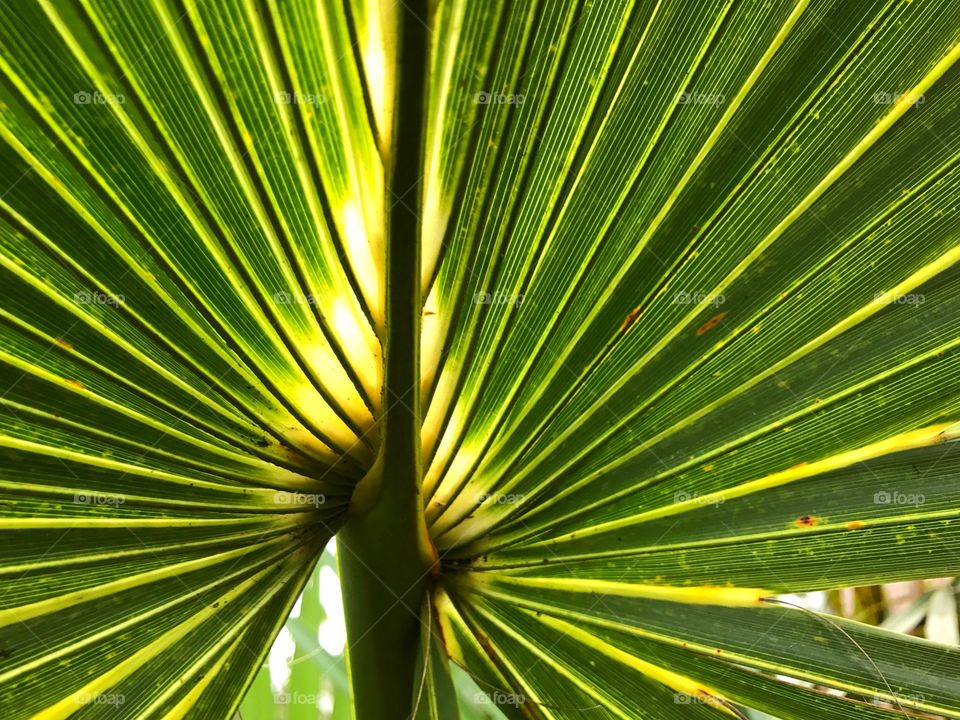 A palmetto frond with sunlight behind the leaf.