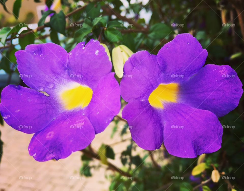 🌼#Flores do nosso #jardim, para alegrar e embelezar nosso dia!
#Jardinagem é nosso #hobby.
🌹
#flowers
#garden
#nature
#flor