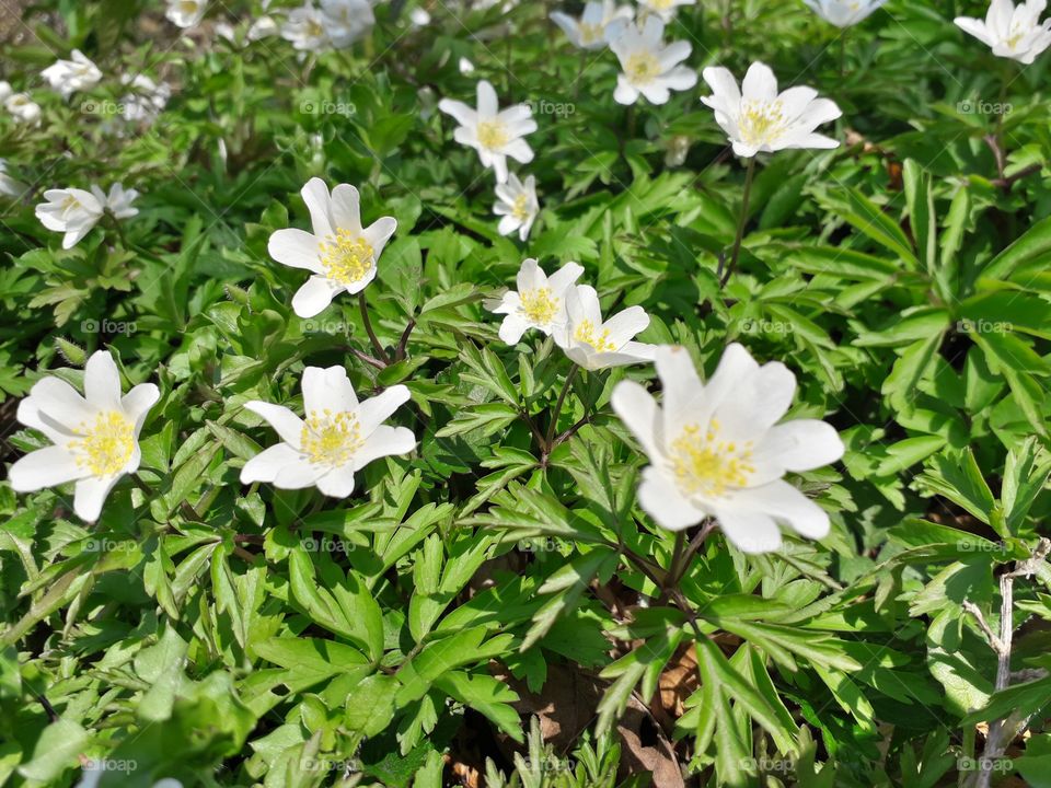 springtime in the wood