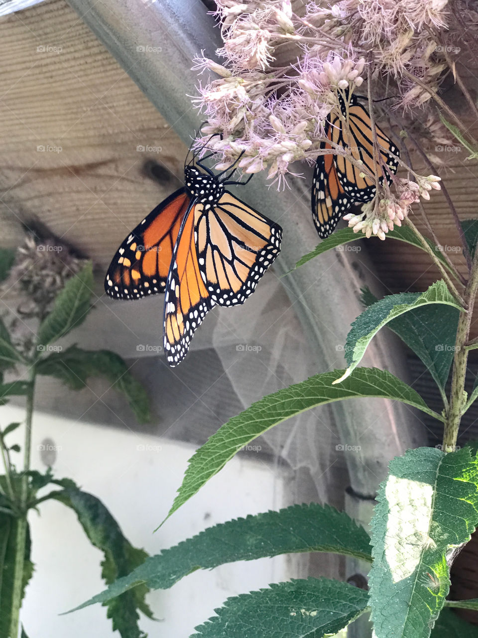 Trip to the butterfly preserve in Elkton, Oregon 