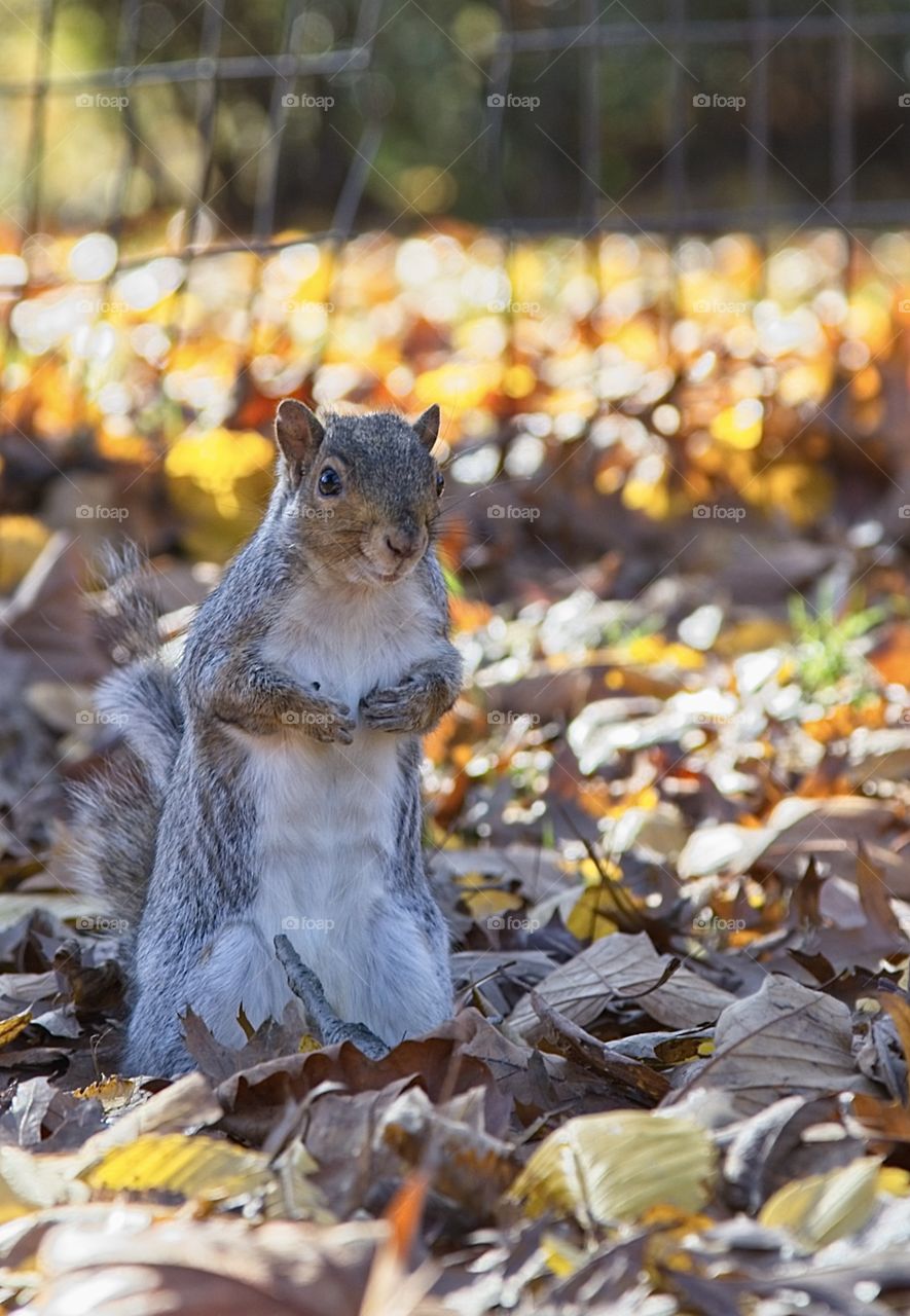 Standing squirrel