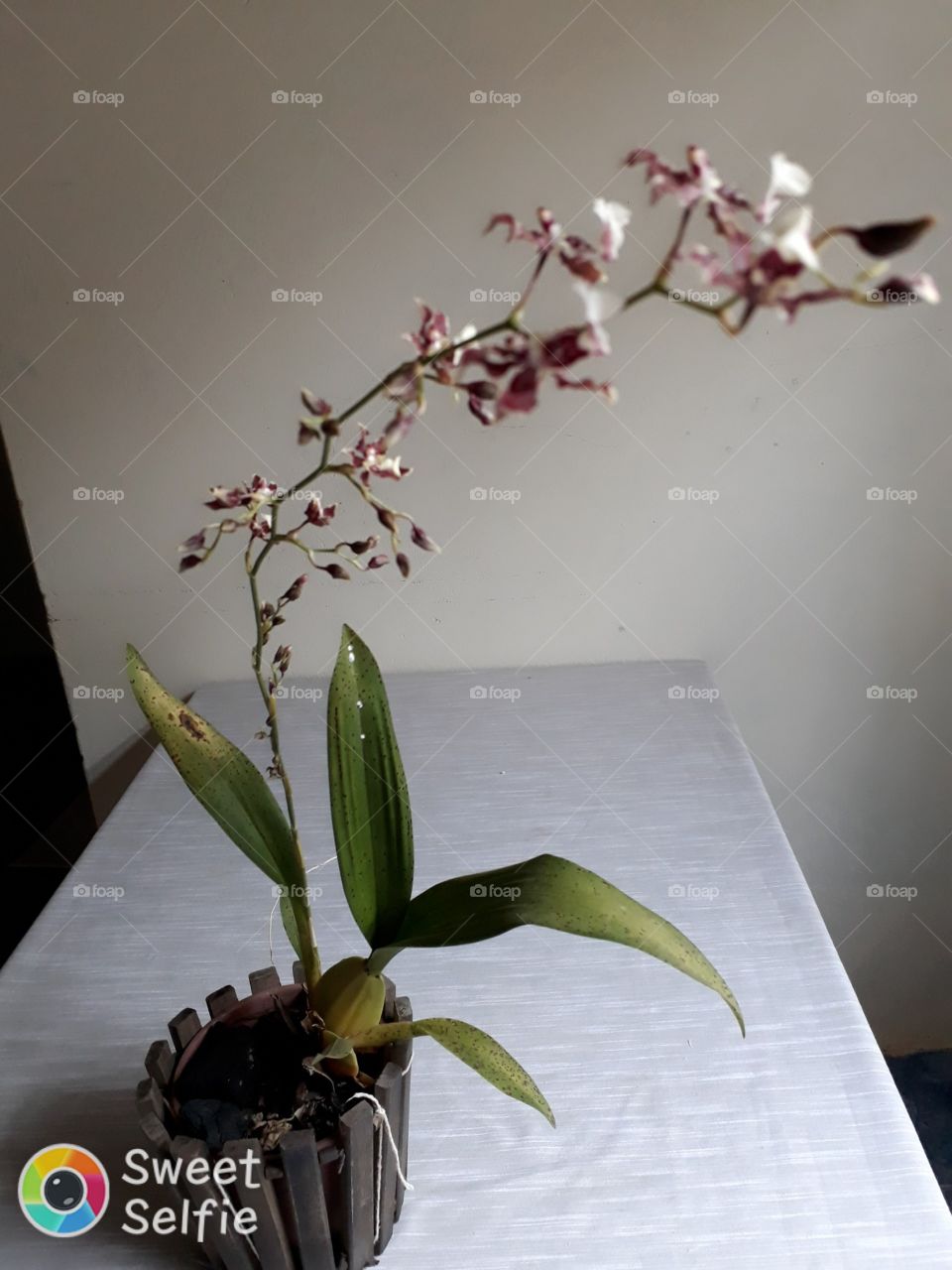 orquídea  chocolate