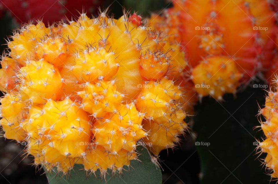 Closeup of yellow prickly cactus
