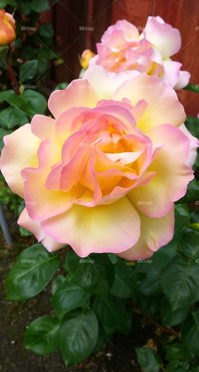 Spring Roses from my backyard!