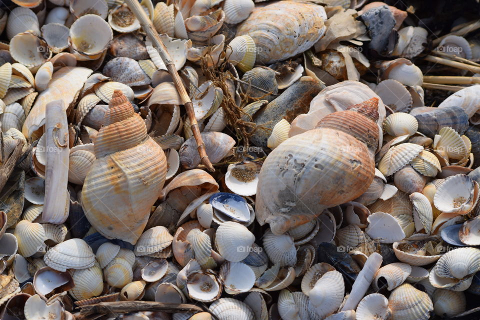 Damaged seashells