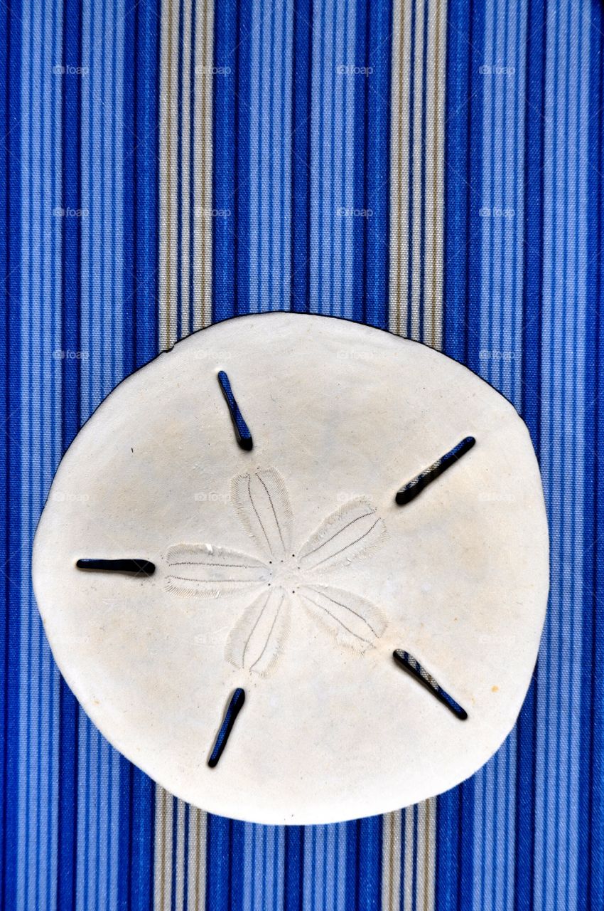 A sand dollar against a pretty blue background perfect for cover art room for your copy space.