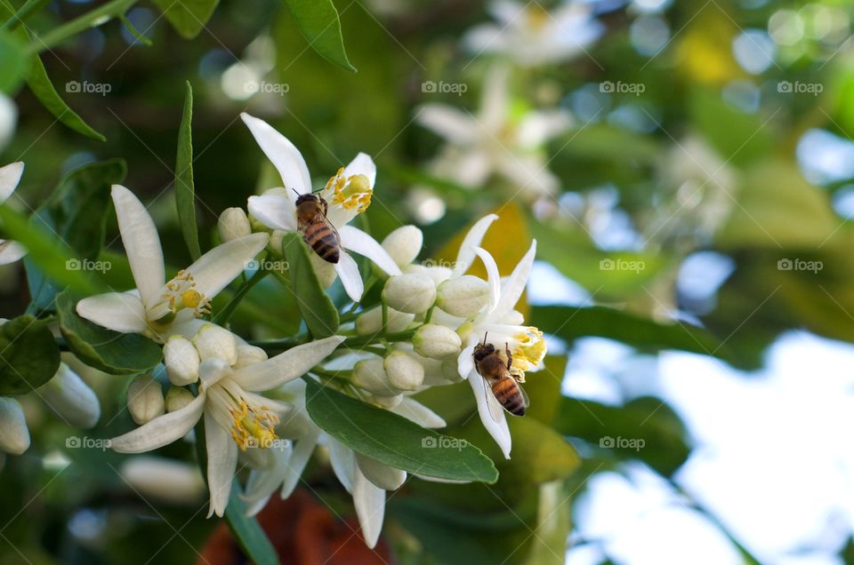 Bees on orange blossoms