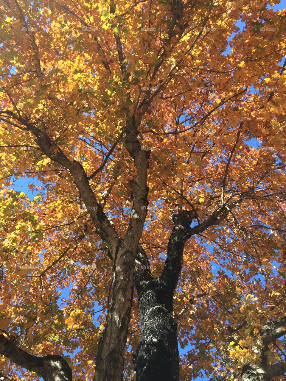 Leaves in fall