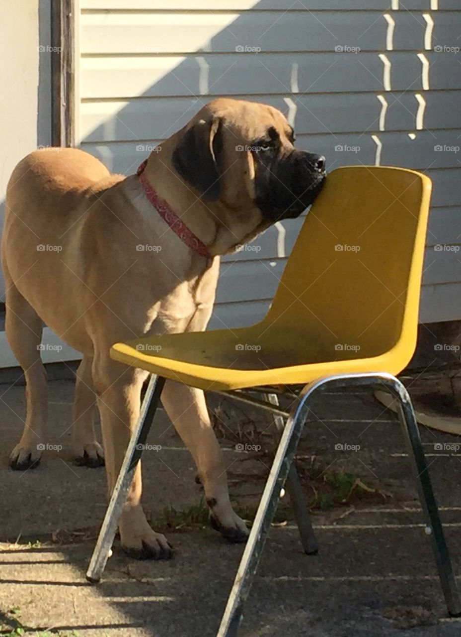 I am  an English Mastiff puppy, my name is Elliott, I love running in the backyard and that chair is my, however, once in a while I let my master sit in it.