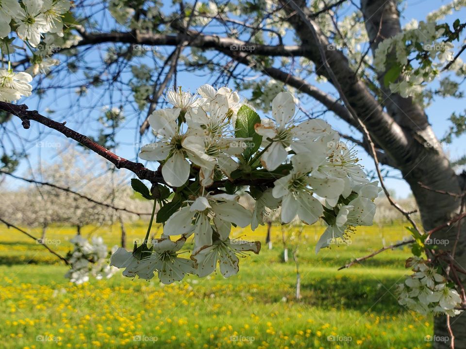 blossoms