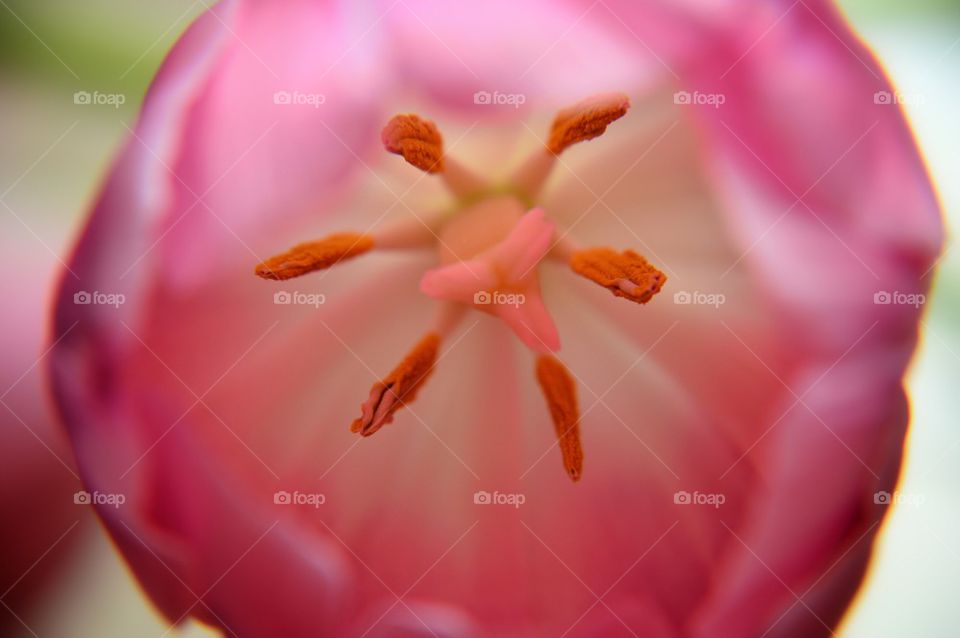 Macro flower 