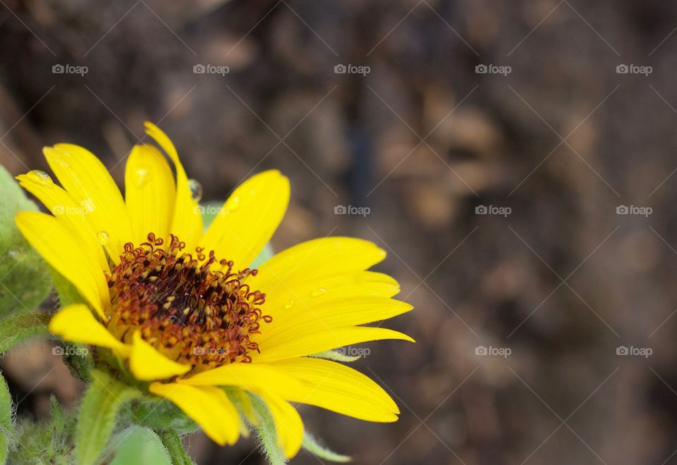 Isolated side view of newly blossomed sunflower with face upturned toward the sunlight, room for copy