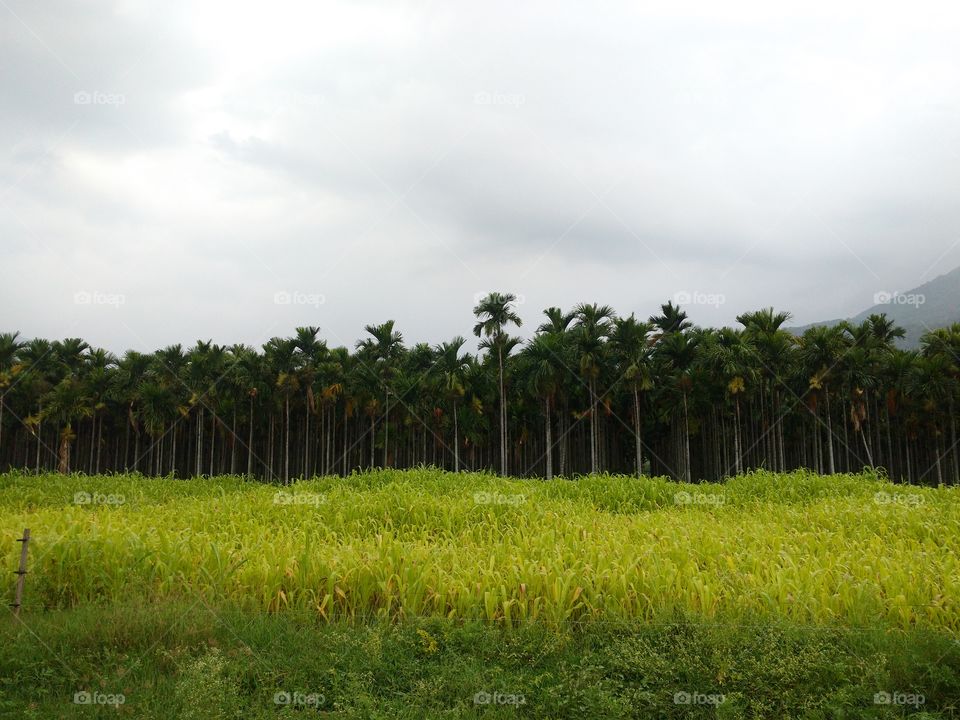 ARECANUT TREE FARM