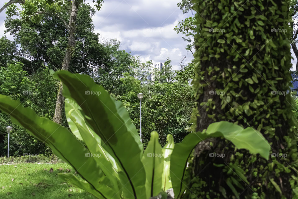 Beautiful scenery in the park