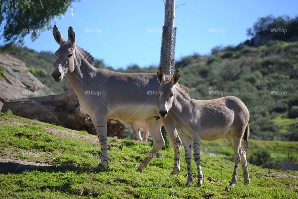 Baby and Mama Donkeys at the San Diego Wild Animal Park 