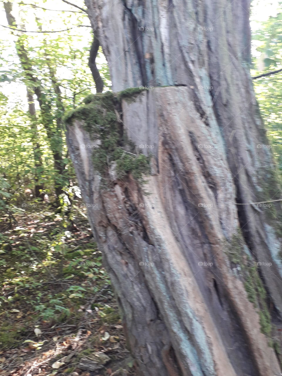 dying tree