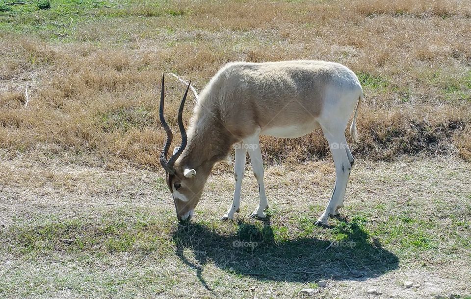 Addax