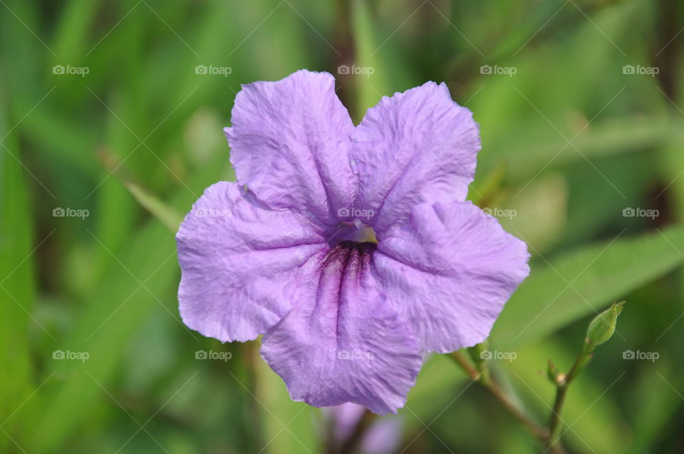 Wild petunia (Ruellia simplex)