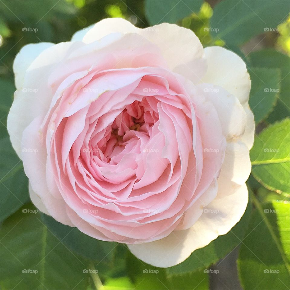 Perfect pink tea rose