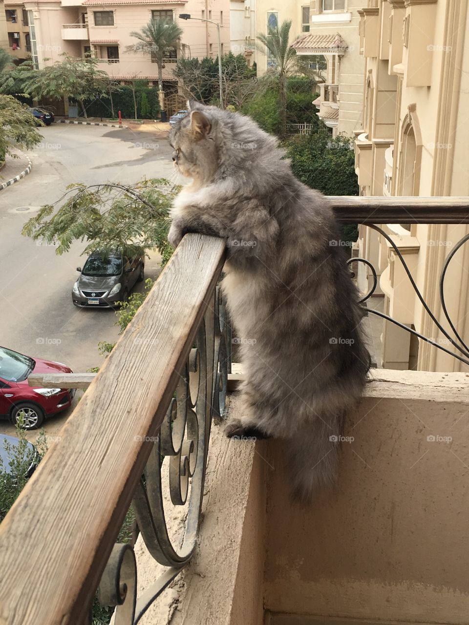 Cat Enjoying the view from the balcony 