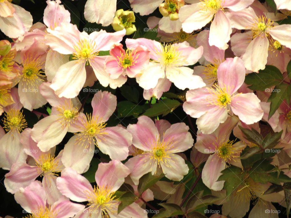 clematis