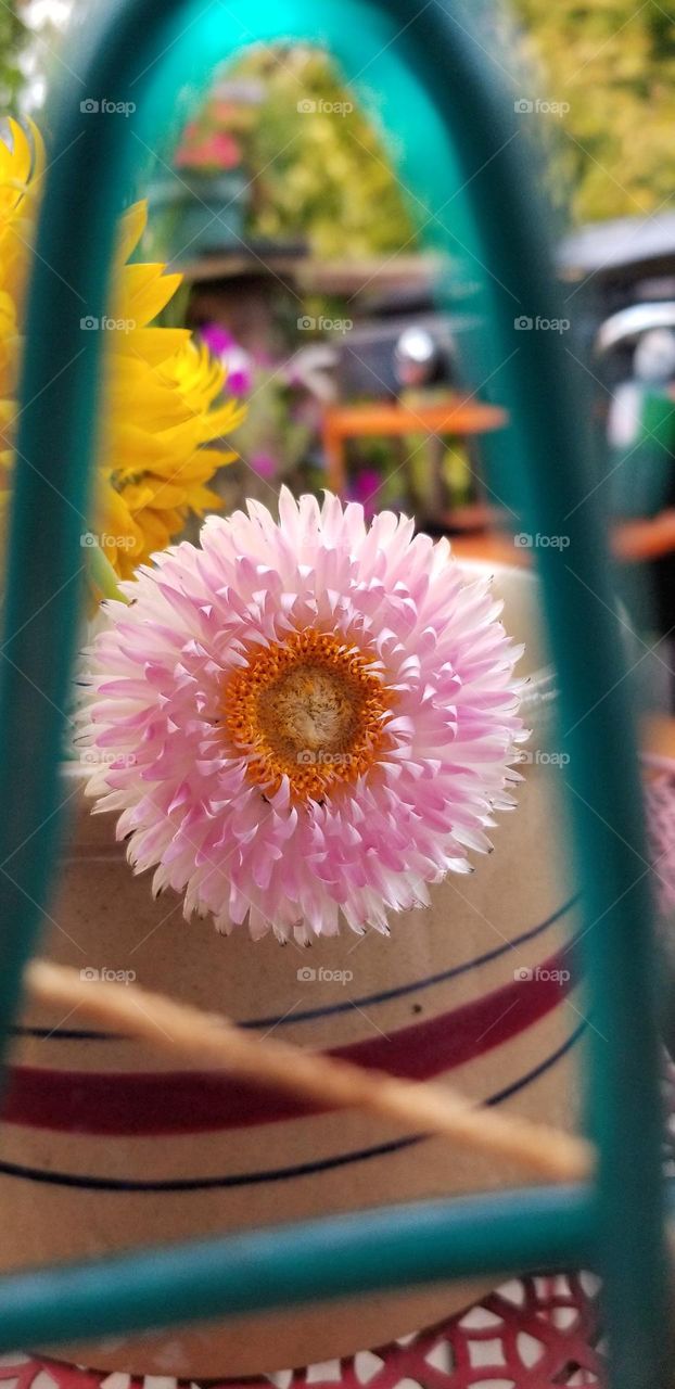 Beautiful Pink Straw Flower